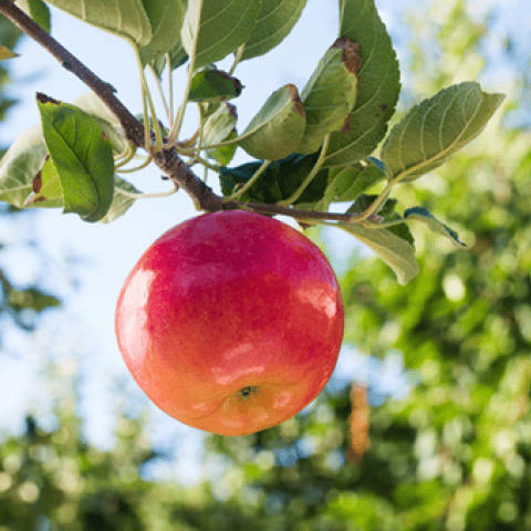 pomme